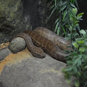 Antaresia perthensis