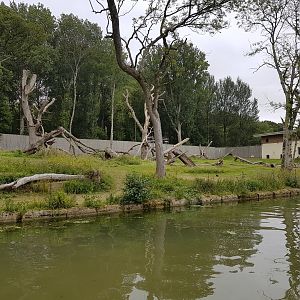 Longleat - Gorilla Colony