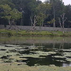 Longleat - Gorilla Colony Overview