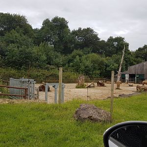 Longleat - Rhinoceros Yard