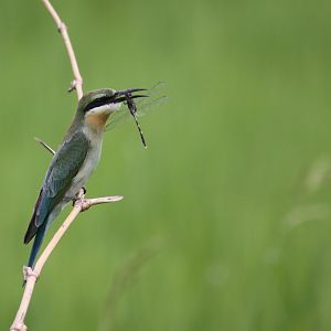 Blue-tailed Bee-eater (Merops philippinus)