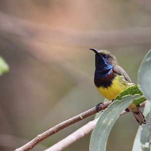 Olive-backed Sunbird Nectarinia (or Cinnyris) jugularis
