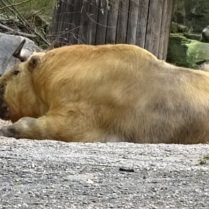 10/08/17 - Sichuan takin