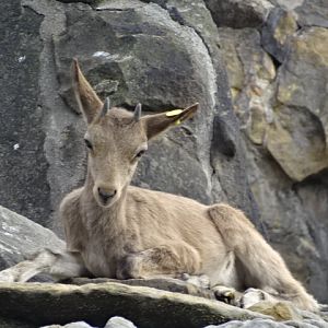 10/08/17 - Siberian ibex