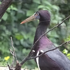 10/08/17 - Abdim's stork