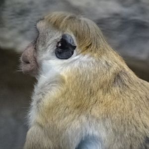 10/06/17 - Toque macaque