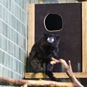 10/06/17 - Graells's tamarin
