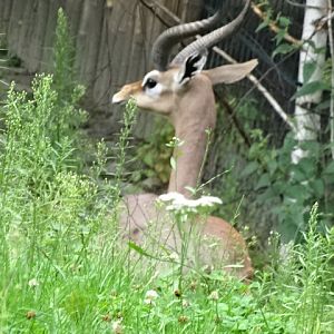 10/08/17 - Southern gerenuk