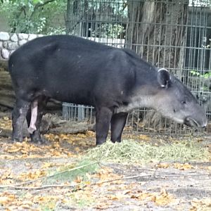 10/8/17 - Baird's tapir