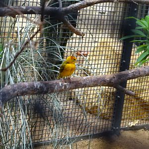 10/08/17 - Taveta golden weaver
