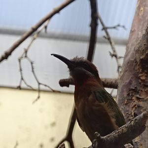 10/08/17 - White-fronted bee-eater