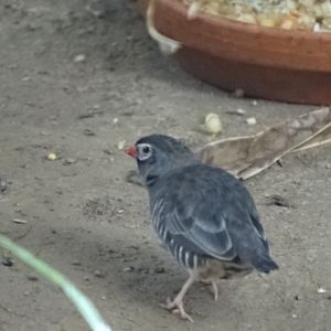10/08/17 - African quailfinch