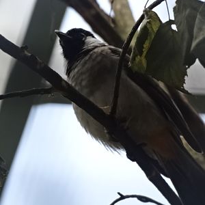 10/08/17 - White-eared bulbul