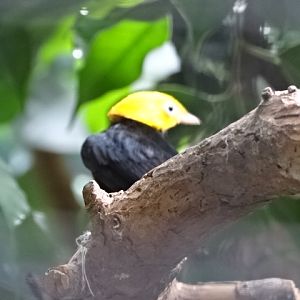 10/08/17 - Golden-headed manakin