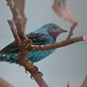 10/08/17 - Spangled cotinga