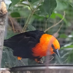 10/08/17 - Scarlet-headed blackbird