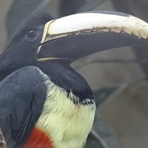 10/08/17 - Black-necked aracari