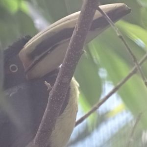 10/08/17 - Pale-billed aracari