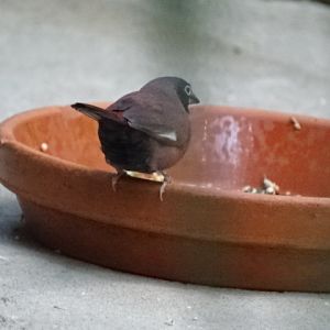 10/08/17 - Vinaceous firefinch
