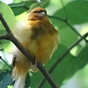 10/08/17 - Identification? (World of Birds - African Walkthrough)