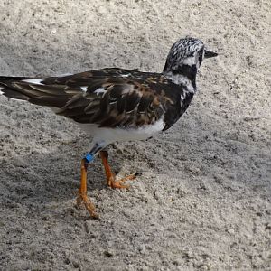 10/08/17 - Ruddy turnstone