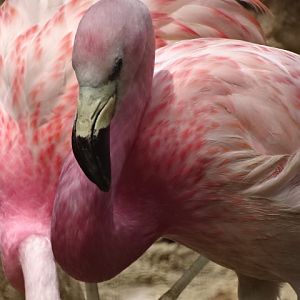 10/08/17 - Andean flamingo