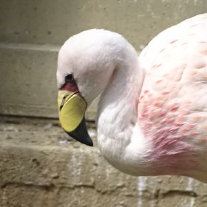 10/08/17 - James' flamingo