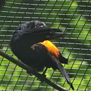 10/08/17 - Red-rumped cacique