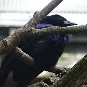 10/08/17 - Trumpet manucode