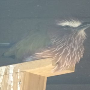 10/08/17 - Rufous-crowned roller