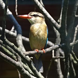 10/08/17 - Brown-hooded kingfisher