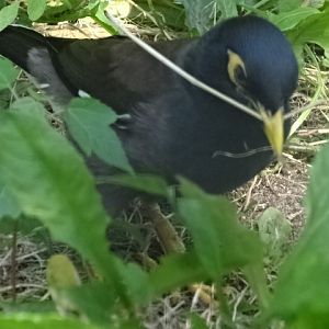 10/08/17 - Common myna