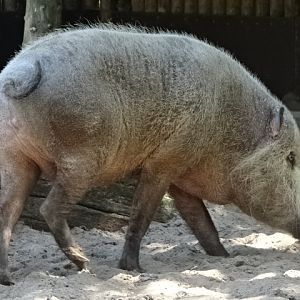 10/08/17 - Bornean bearded pig