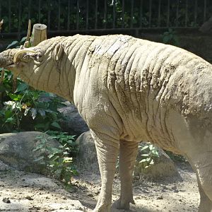10/08/17 - Sulawesi babirusa