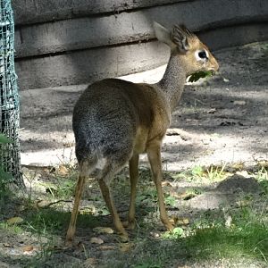 10/08/17 - Kirk's dik-dik