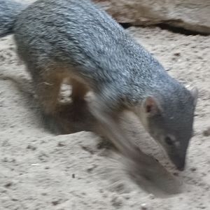 10/08/17 - Narrow-striped mongoose