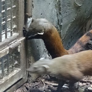 10/08/17 - Eastern ring-tailed mongoose