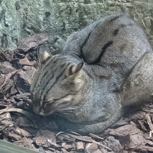 10/08/17 - Sri Lankan rusty-spotted cat