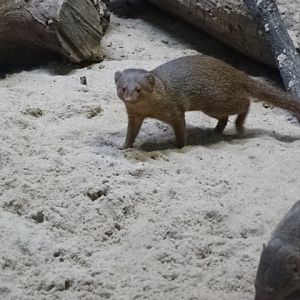 10/08/17 - Dwarf mongoose
