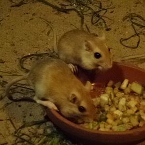 10/08/17 - Pallid gerbil
