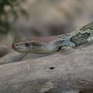 Moellendorff's ratsnake