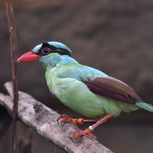 Javan green magpie