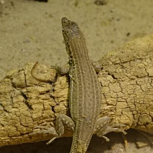 10/08/17 - Bosk's fringe-toed lizard