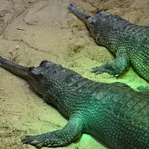 10/08/17 - Indian gharial