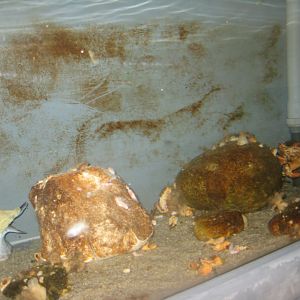 Nordsøen Oceanarium - Behind the scenes - Whelk tank