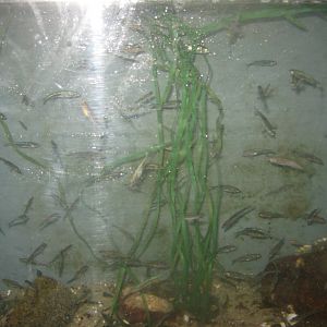 Nordsøen Oceanarium - Behind the scenes - Stickleback tank