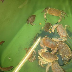 Nordsøen Oceanarium - Behind the scenes - Edible crab tank