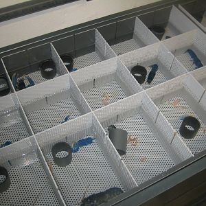 Nordsøen Oceanarium - Behind the scenes - Lobster breeding station