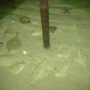 Nordsøen Oceanarium - Behind the scenes - Plaice tank