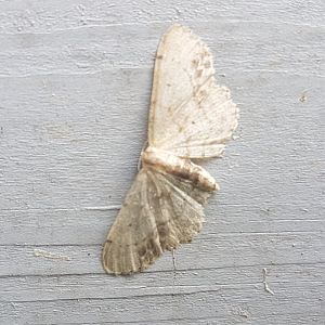Single-dotted wave - Idaea dimidiata